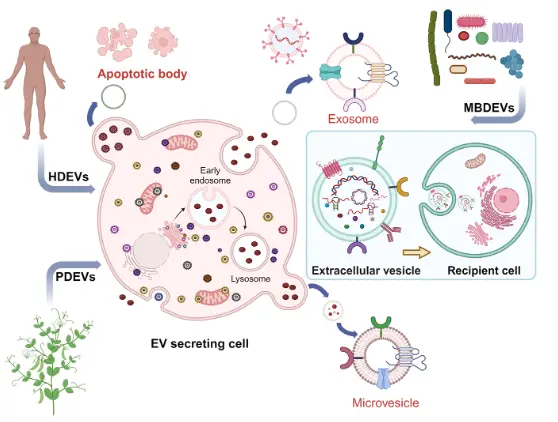exosome treatment