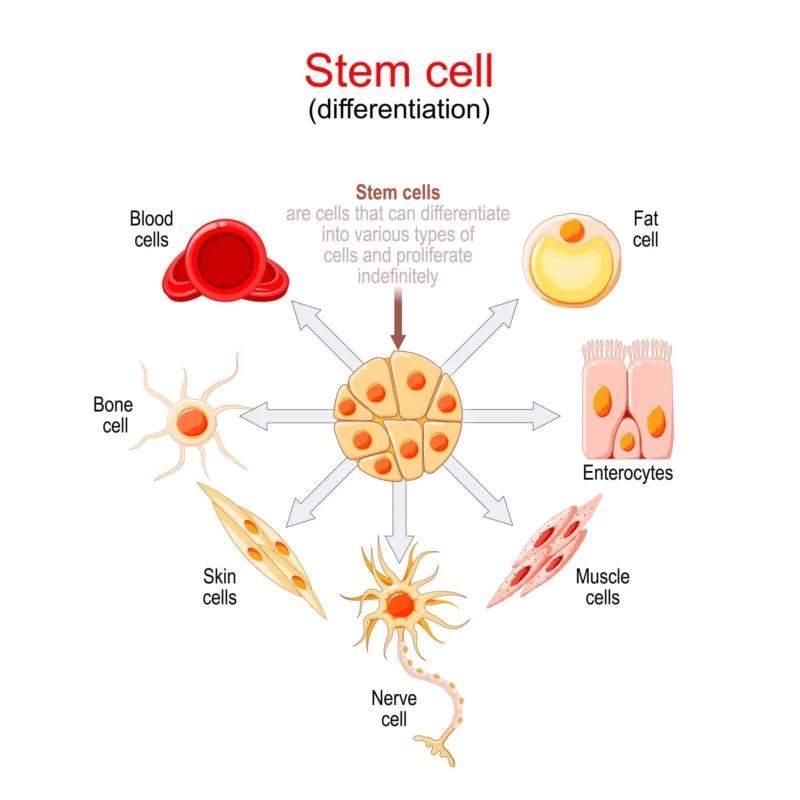 stem cell